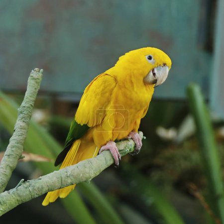 Téléchargez les photos : La perruche dorée ou conure dorée, est un perroquet néotropical jaune doré de taille moyenne, également connu sous le nom de conure Reine de Bavière - en image libre de droit