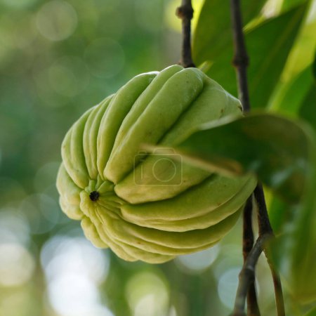 Photo for Garcinia gummi-gutta is a tropical species of Garcinia native to Indonesia. Common names include Garcinia cambogia, as well as brindleberry, Malabar tamarind, and kudam puli - Royalty Free Image