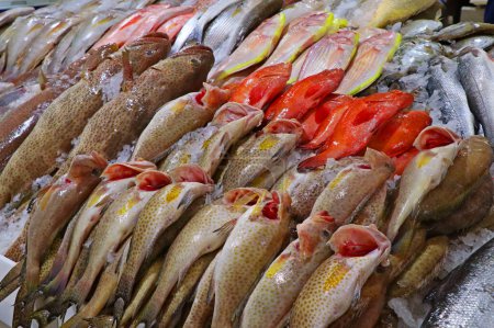 Téléchargez les photos : Marché de fruits de mer satll avec différents types de poissons sur la glace à dubai - en image libre de droit