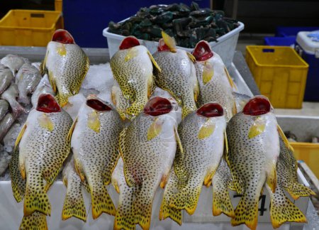 Téléchargez les photos : Étal de marché de fruits de mer au Moyen-Orient, dubai - en image libre de droit