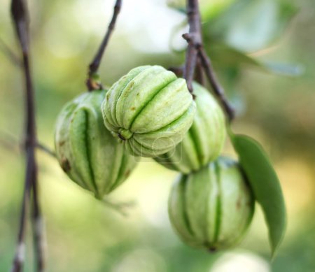 Photo for Garcinia cambogia also know pot tamarind - Royalty Free Image