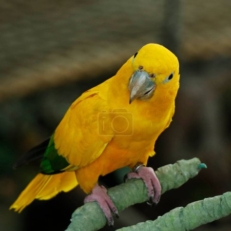 Téléchargez les photos : La perruche dorée oiseau ou conure dorée assis sur une branche - en image libre de droit