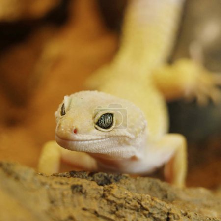 Photo for Blazing blizzard leopard gecko. Blazing Blizzard is a combination of the Blizzard morph and any of the 3 Albino strains. The eyes will also look like the eyes of its respective albino strain - Royalty Free Image