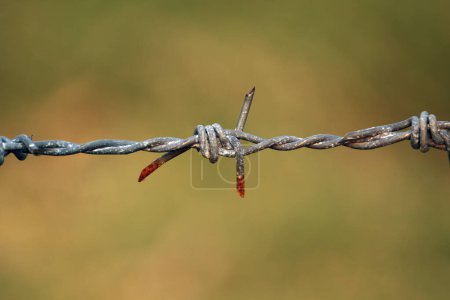 Photo for Steel chain with spike for the fence normally for the safety and security purpose and separation of land properties - Royalty Free Image