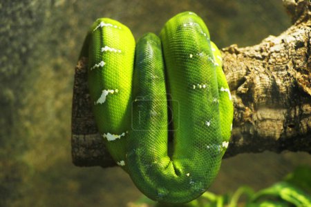 Foto de Python verde del árbol en doblado en árbol - Imagen libre de derechos