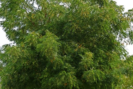 Téléchargez les photos : Azadirachta indica, communément appelé neem, nimtree ou lilas indien - en image libre de droit