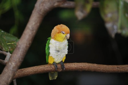 Téléchargez les photos : Le perroquet à ventre blanc, aussi connu sous le nom de perroquet à ventre blanc, est une espèce de perroquet de la famille des Psittacidae. - en image libre de droit