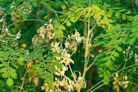 Moringa oleifera ist ein dürreresistenter Baum der Familie Moringaceae, der auf dem indischen Subkontinent beheimatet ist. Häufige Namen sind Moringa, Drumstick-Baum, Meerrettich-Baum und Ben-Ölbaum