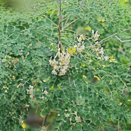 Téléchargez les photos : Moringa oleifera est un arbre de la famille des Moringaceae originaire du sous-continent indien. Les noms communs incluent le moringa, le pilon, le raifort et le ben huile d'arbre ou de benzolivier - en image libre de droit