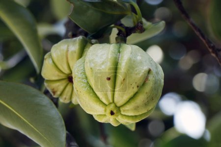 Photo for Garcinia gummi-gutta known as Garcinia cambogia as well as brindleberry,comenly use for foods and medicinal purpose - Royalty Free Image