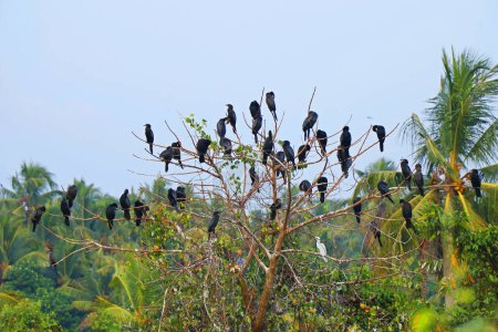 Foto de Pequeños Cormoranes (Phalacrocorax niger) posados sobre un árbol - Imagen libre de derechos