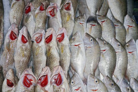 Téléchargez les photos : Hamour poisson et sheri dans un étal de marché sur la glace à vendre à dubai - en image libre de droit