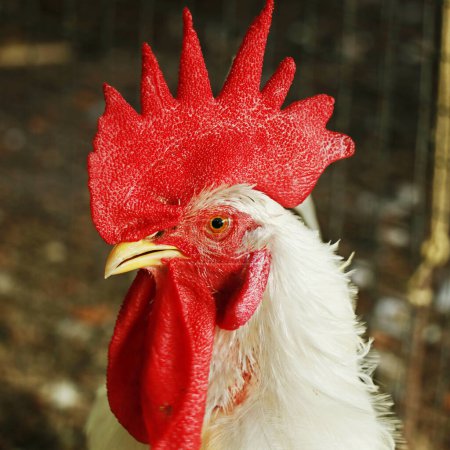 Foto de Macho cabeza de gallo de pollo en primer plano - Imagen libre de derechos