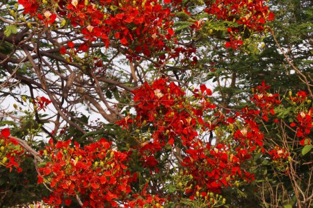 Foto de Árbol de llama lleno de flores rojas ardientes en la temporada de primavera - Imagen libre de derechos