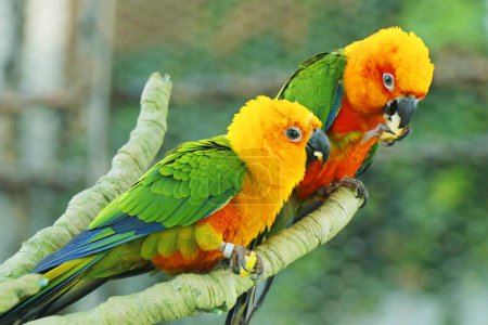 Téléchargez les photos : Soleil Conure, rouge orange jaune vert et bleu perroquet de couleur debout sur la branche de l'arbre - en image libre de droit