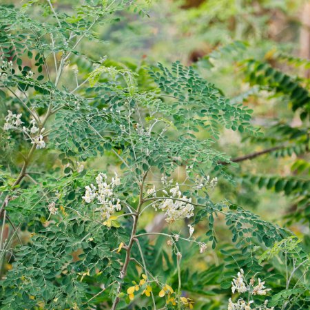 Téléchargez les photos : Moringa oleifera est un arbre de la famille des Moringaceae, originaire du sous-continent indien. Les noms communs incluent le moringa, le pilon, le raifort et le ben huile d'arbre ou de benzolivier - en image libre de droit