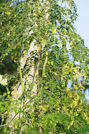 Téléchargez les photos : Moringa oleifera est un arbre de la famille des Moringaceae originaire du sous-continent indien. Les noms communs incluent le moringa, le pilon, le raifort et le ben huile d'arbre - en image libre de droit