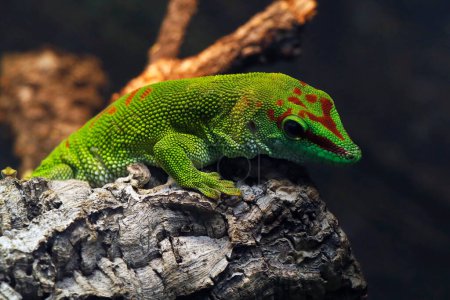 Foto de Gray 's tree gecko es una especie de lagarto de la familia Gecko. - Imagen libre de derechos