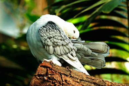 Téléchargez les photos : Pigeon oriental à volants à l'ancienne - en image libre de droit