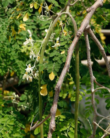 Téléchargez les photos : Légume-pilon suspendu dans son propre arbre, Moringa oleifera est l'espèce la plus cultivée dans le genre Moringa, les noms communs incluent moringa, pilon, raifort, et ben arbre à huile ou benzoil - en image libre de droit