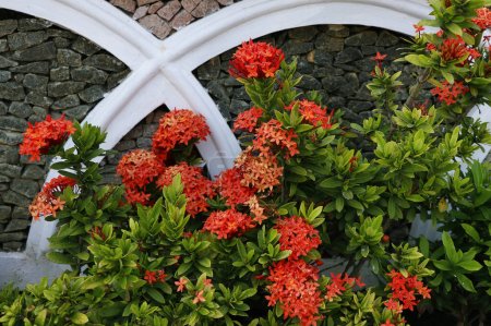Téléchargez les photos : Belle fleur de couleur rouge - Flamme de fleur de bois - en image libre de droit
