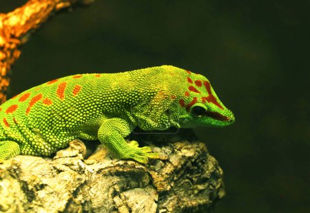 Foto de Green male giant day gecko lizard.es una especie diurna de gecko. Vive en la costa oriental de Madagascar y normalmente habita en las selvas tropicales y habita en los árboles - Imagen libre de derechos