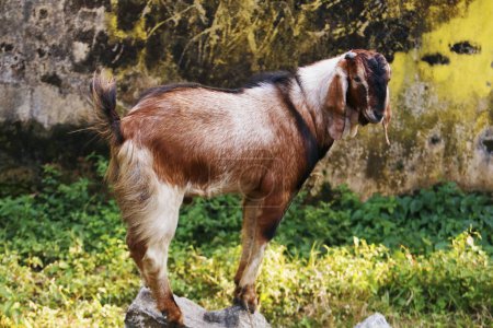 Photo for Strong and healthy indian male goat on a rock - Royalty Free Image