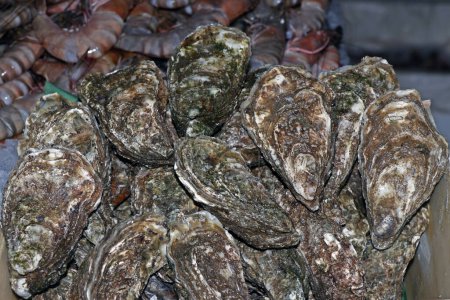 Photo for Fresh fine de clair oysters in a box for sell in a market stall - Royalty Free Image