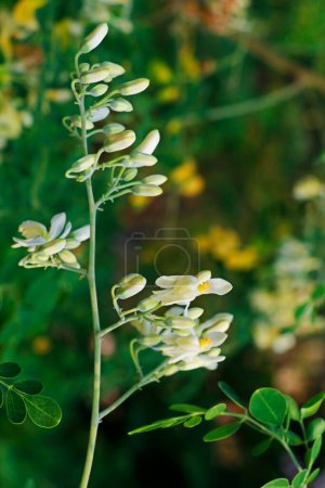 Téléchargez les photos : Moringa oleifera est un arbre de la famille des Moringaceae originaire du sous-continent indien. Les noms communs incluent le moringa, le pilon, le raifort et le ben huile d'arbre - en image libre de droit