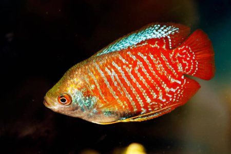 Téléchargez les photos : Nain gourami, ou gouramies, sont un groupe de poissons anabantiformes d'eau douce qui composent la famille des Osphronemidae. - en image libre de droit