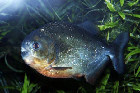 Foto de Piraña o piraa es uno de los peces de la familia Serrasalmidae. - Imagen libre de derechos