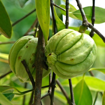 Photo for Garcinia gummi-gutta is a tropical species of Garcinia native to Indonesia. Common names include Garcinia cambogia, as well as brindleberry, Malabar tamarind, and kudam puli - Royalty Free Image