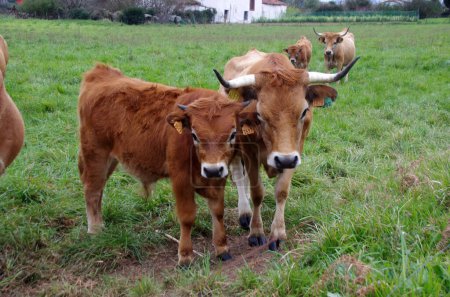 Téléchargez les photos : COWS EN LIBERTÉ DANS LE MEADOW - en image libre de droit