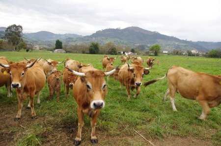 Téléchargez les photos : COWS EN LIBERTÉ PAR LE MEADOW - en image libre de droit
