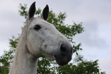 Téléchargez les photos : HORSE EN LIBERTÉ TÊTE UNIQUEMENT - en image libre de droit