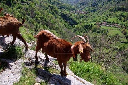 Téléchargez les photos : Chèvres en Asturias, Espagne - en image libre de droit