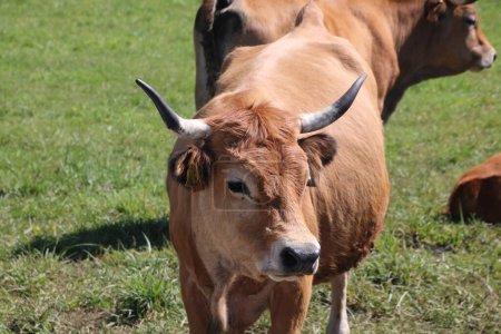 Téléchargez les photos : Vaches dans un pré en liberté dans les Asturies, Espagne - en image libre de droit
