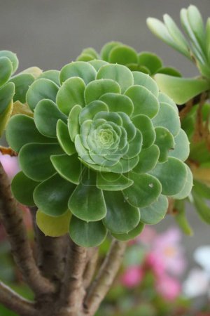 Foto de Verde Aeonium en el jardín - Imagen libre de derechos