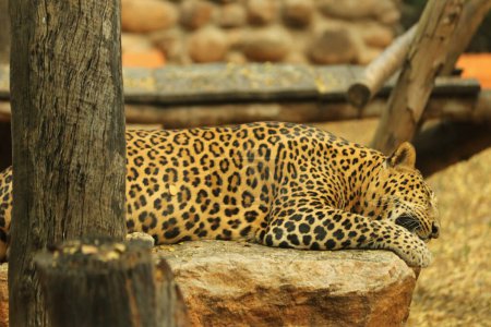 Foto de Leopardo durmiendo en la roca - Imagen libre de derechos