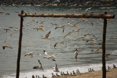 Téléchargez les photos : Mouettes volant dans la mer - en image libre de droit