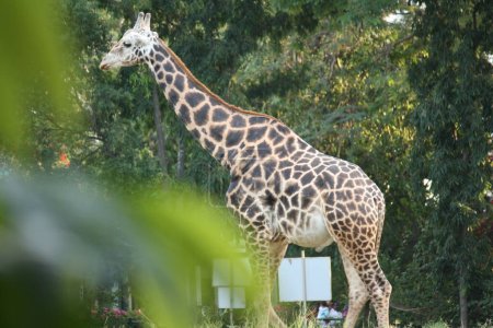 Téléchargez les photos : Belle jeune girafe dans le parc - en image libre de droit