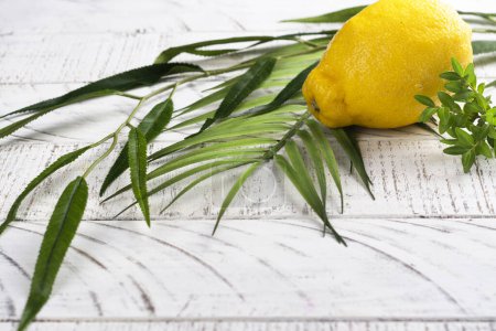 Photo for Jewish holiday Sukkot. Traditional symbols, citron, myrtle, branch of willow and palm branch. Festive Sukkot background - Royalty Free Image
