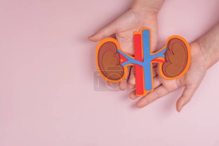 Urology Awareness Month. Kids hands holding kidneys with artery and vein. Renal transplant or organ donation background. Copy space
