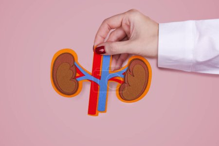 Photo for Urology Awareness Month. Doctors hands holding kidneys with artery and vein. Renal transplant or organ donation background. Copy space - Royalty Free Image