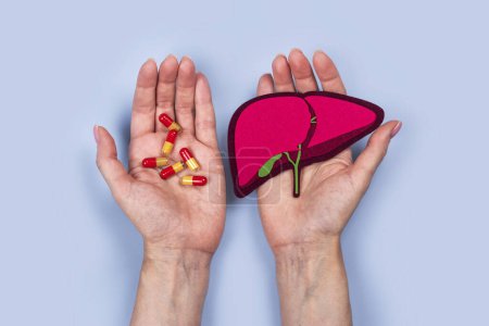 Photo for Hands holding Human Liver organ and pills. World hepatitis day. National liver awareness month. Liver transplantation, donation background. Save patient life in hospital with liver transplant - Royalty Free Image