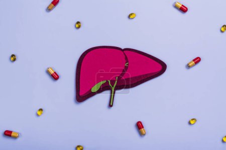 Photo for Human liver organ and pills. World hepatitis day. National liver health awareness month. Liver transplantation, donation background. Save patient life in hospital with liver transplant - Royalty Free Image