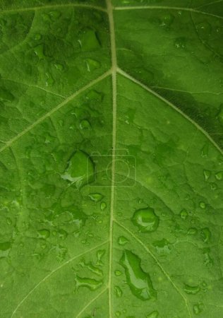 Photo for Ggplant leaves,are members of the nightshade family, which is the same family as tomatoes. Depending on the cultivar, eggplants can grow over 4 feet tall on woody stems covered in thick, fuzzy and large green leaves.T - Royalty Free Image