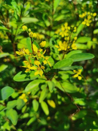 Foto de Galphimia glauca, también conocida como lluvia de oro, lluvia dorada, thryallis y lluvia de oro, es un arbusto con flores en la familia Malpighiaceae que es nativo de América Central.. - Imagen libre de derechos