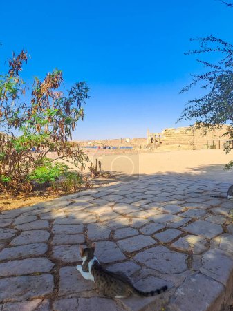 Téléchargez les photos : Le complexe de temple Philae est un complexe de temple basé sur l'île d'Agilkia dans le réservoir du barrage bas d'Assouan, en aval du barrage d'Assouan et du lac Nasser, chats égyptiens. Temple Arsenophis. Égypte. - en image libre de droit