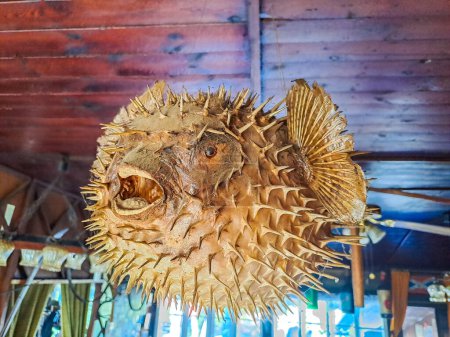 Photo for Picture of a dead and dry blowfish - Porcupinefish Suspended from the ceiling. High quality photo - Royalty Free Image
